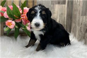 Samuel - puppy for sale