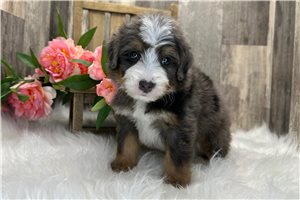 Sergeant - puppy for sale