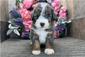 Dawson - puppy for sale