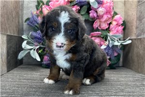 Derek - Bernedoodle for sale