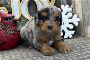 maximus - puppy for sale