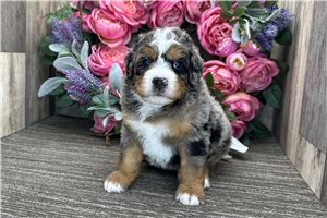 Benny - puppy for sale