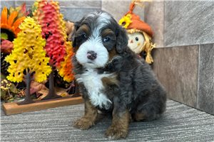 Dash - Bernedoodle for sale