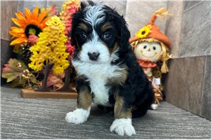 Darla - puppy for sale
