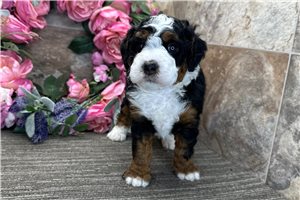 Cash - Bernedoodle for sale