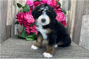 Sally - puppy for sale