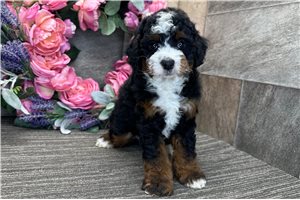 Carter - Bernedoodle for sale