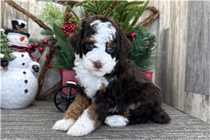 Harper - puppy for sale