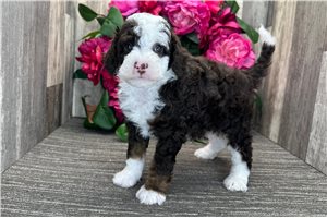 Davey - Bernedoodle for sale