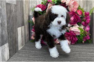 Dolly - Bernedoodle for sale
