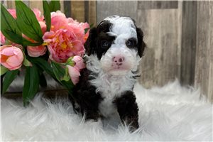 Davey - puppy for sale