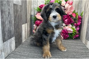 Sabrina - Bernedoodle for sale