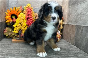 Daria - Bernedoodle for sale