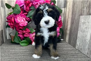 Sophia - puppy for sale