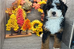 Cash - Bernedoodle for sale