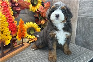 Dash - Bernedoodle for sale
