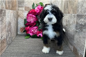 Omen - Bernedoodle for sale