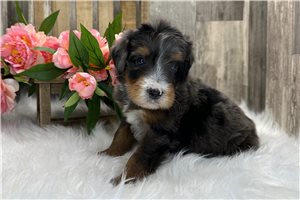 Sabrina - Bernedoodle for sale