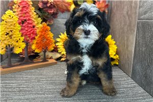 Deacon - puppy for sale