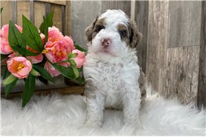 Dax - puppy for sale