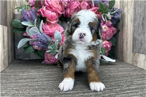 Banjo - puppy for sale