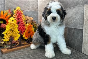 Case - Bernedoodle for sale