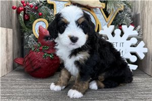 Pippa - puppy for sale