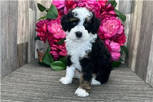 Dixie - Bernedoodle for sale