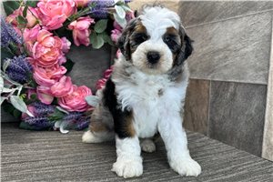 Case - Bernedoodle for sale