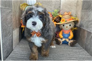 Dash - Bernedoodle for sale