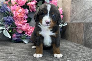 Damien - puppy for sale