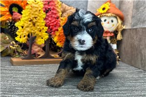 Deacon - Bernedoodle for sale