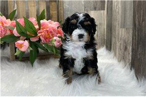 Dallas - puppy for sale