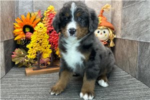 Delta - Bernedoodle for sale