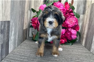 Sabrina - Bernedoodle for sale