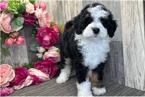Dixie - Bernedoodle for sale