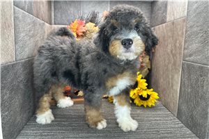 Declan - puppy for sale