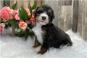 Sadie - Bernedoodle for sale