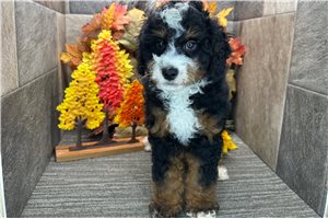Carter - Bernedoodle for sale