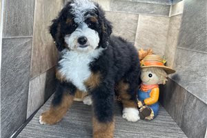Cash - Bernedoodle for sale
