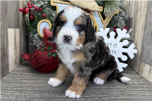 Puck - puppy for sale
