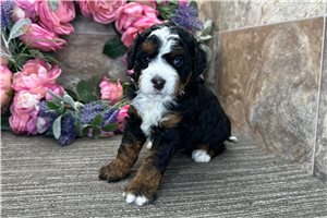 Carter - Bernedoodle for sale