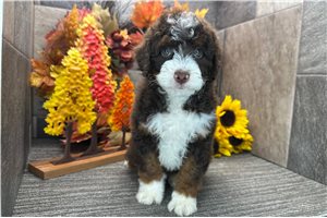 Darlene - Bernedoodle for sale