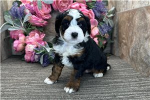Cartwright - Bernedoodle for sale