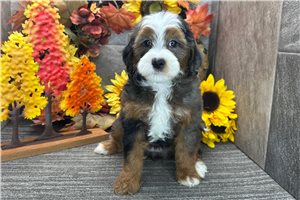 Darcy - Bernedoodle for sale