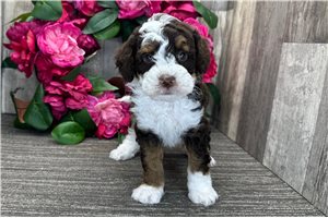 Dixon - Bernedoodle for sale