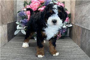 Cash - Bernedoodle for sale