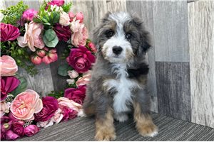 Sergeant - Bernedoodle for sale