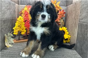 Delilah - Bernedoodle for sale