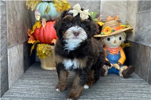 Darya - Bernedoodle for sale